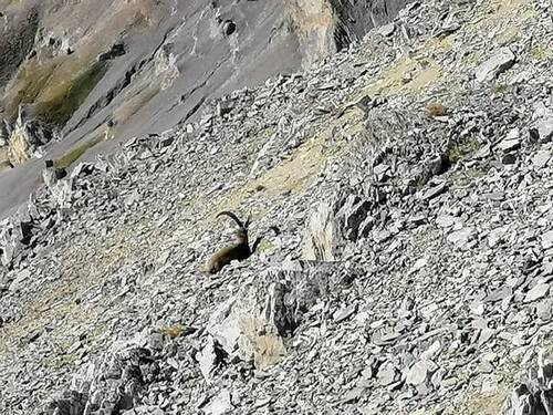 Bouquetin-Tourdugrandchavalard