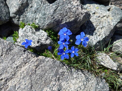 Haute Route - gentianes