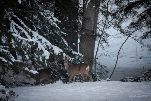 Chevreuil aux Franches-Montagnes
