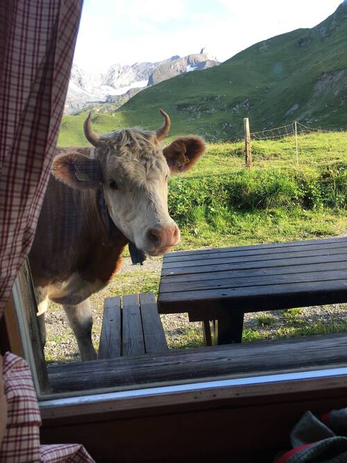 vache au miroir d'Argentine