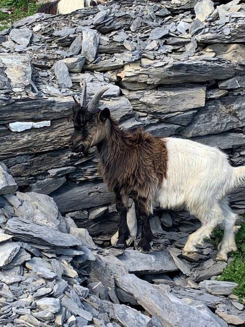 Chèvre col noir du Valais