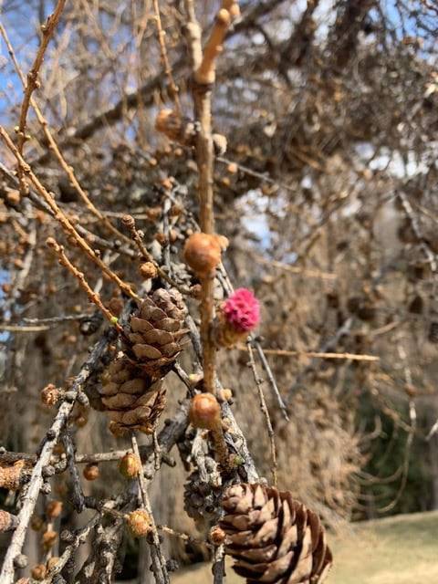 Fleurs-printemps-pin